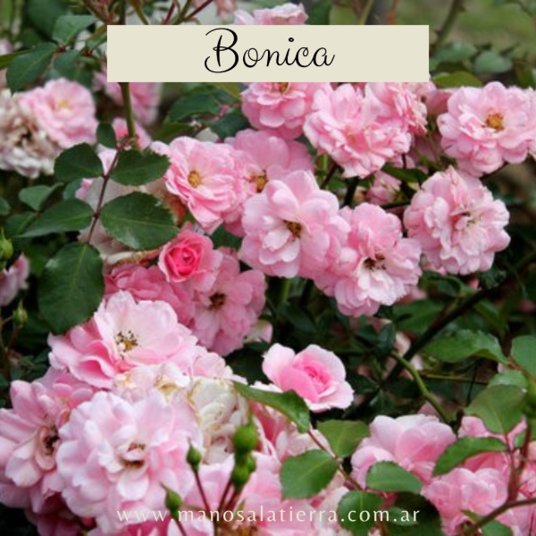 Producto - Rosal Bonica
