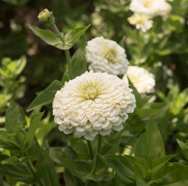 Producto - Zinnia elegans Benary's Giant - 4