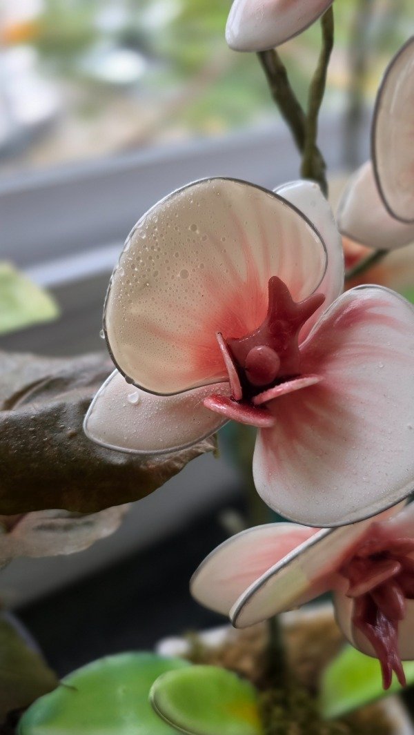 Producto - MASTER ORQUIDEAS ONLINE - 3