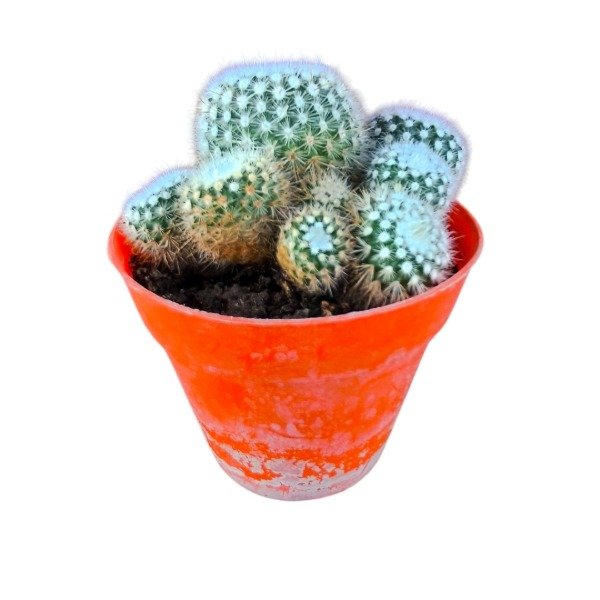 Producto - Parodia scopa M8