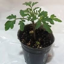 Producto - Tomate Platense S12