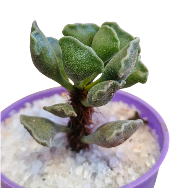 Producto - Adromischus cristatus