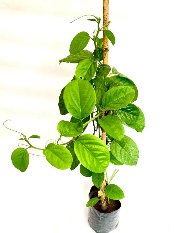 Producto - Passiflora Alata en maceta de 3 litros