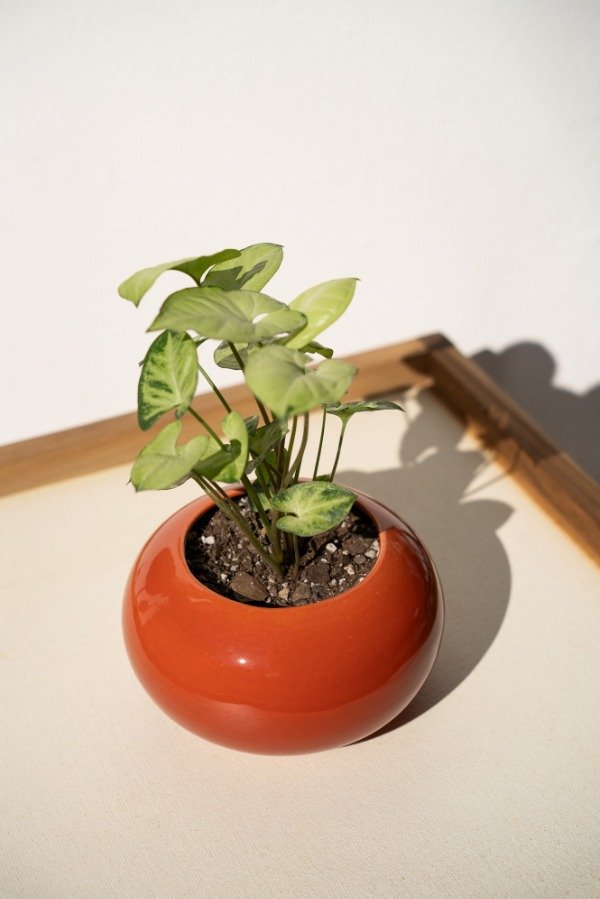 Producto - Maceta Lirio