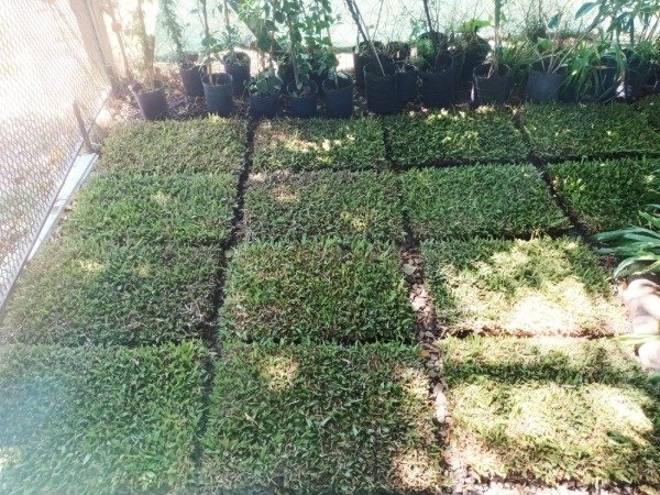 Producto - Grama Bahíana - 2