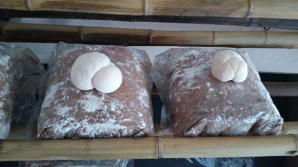 Producto - Kit de autocultivo de Melena de León