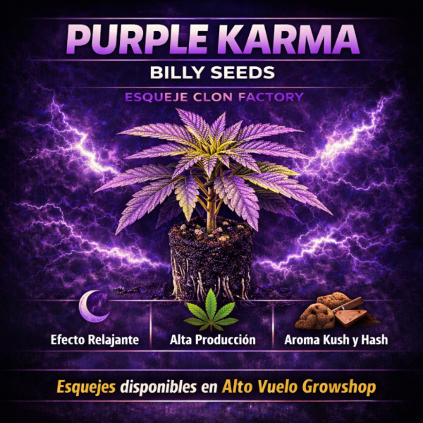 Producto - Esqueje Billy Seeds  Purple Karma