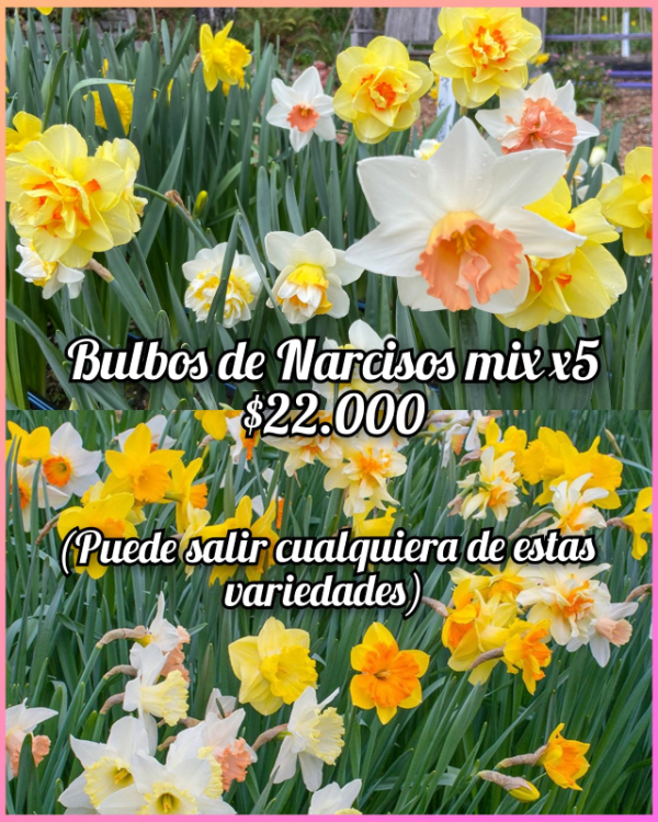 Producto - Bulbos de Narcisos mix x5 unidades