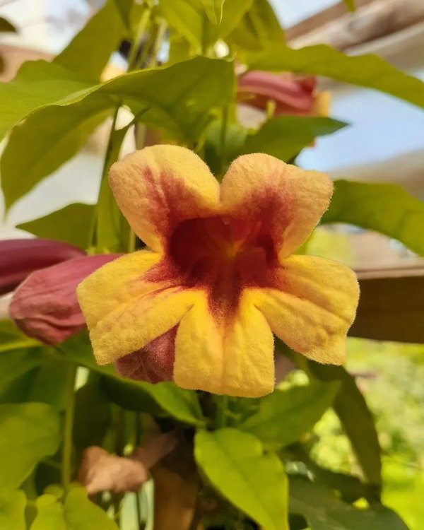 Producto - Bignonia capreolata