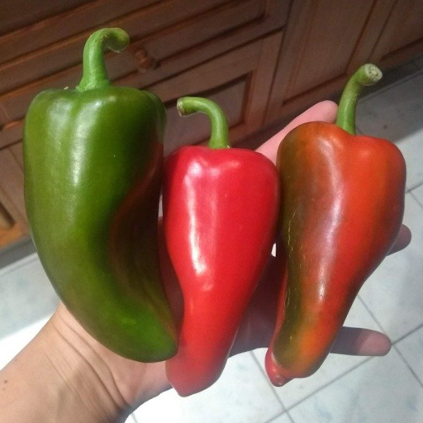 Producto - Ají tipo Poblano