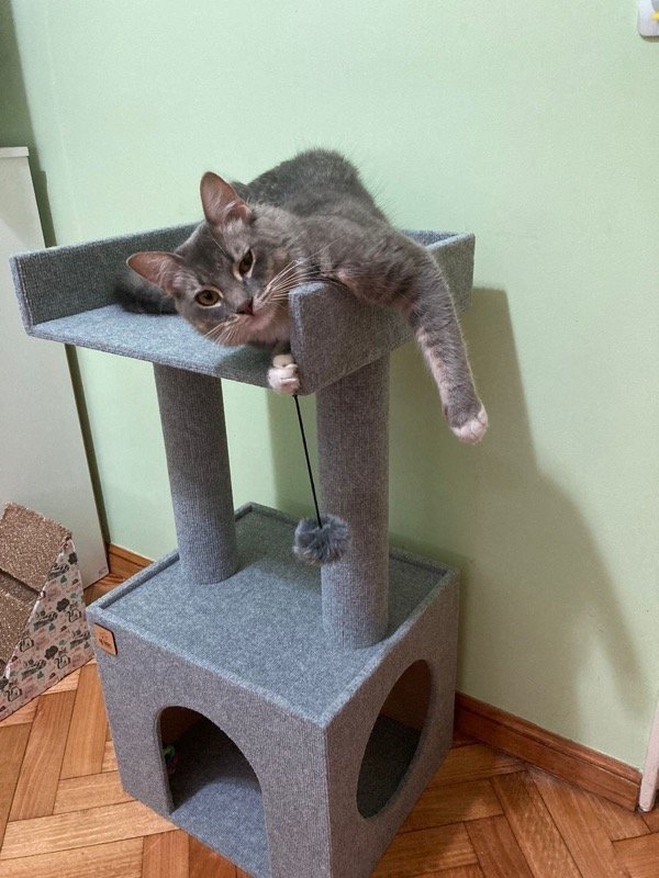 Producto - Rascador Conejo XL - PROMO STOCK