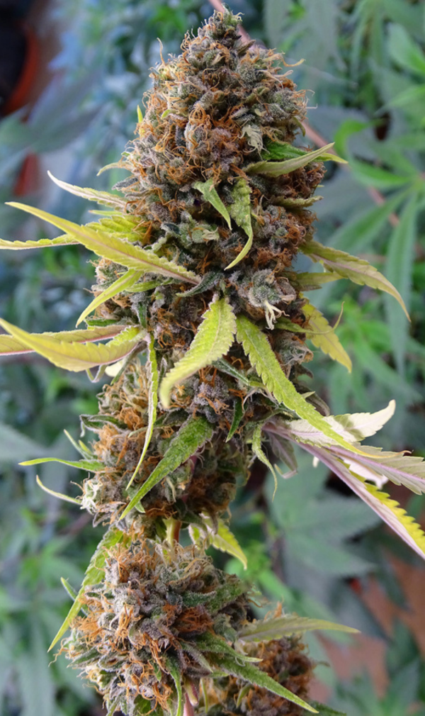 RIVER HAZE Fotoperiódica [Blister X5 semillas] CONURBANO SEEDS