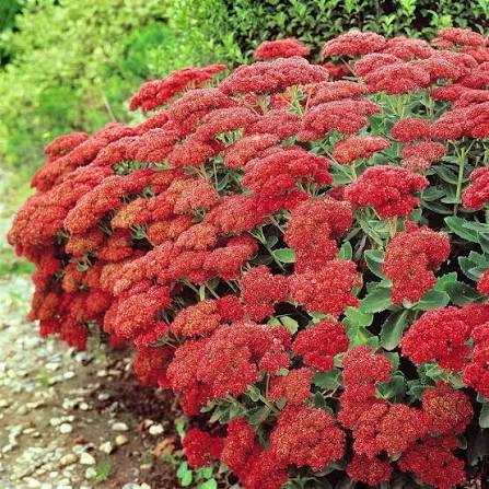 Producto - Sedum spectabile - Hylotelephium spectabile "autumn fire" 1,5 L - 0