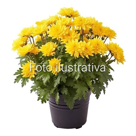 Producto - Planta de Margarita Vivero UTT