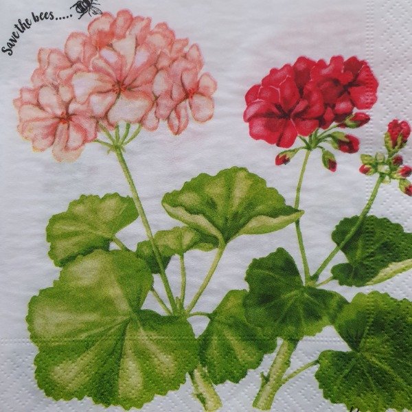 Producto - Flores Geranios