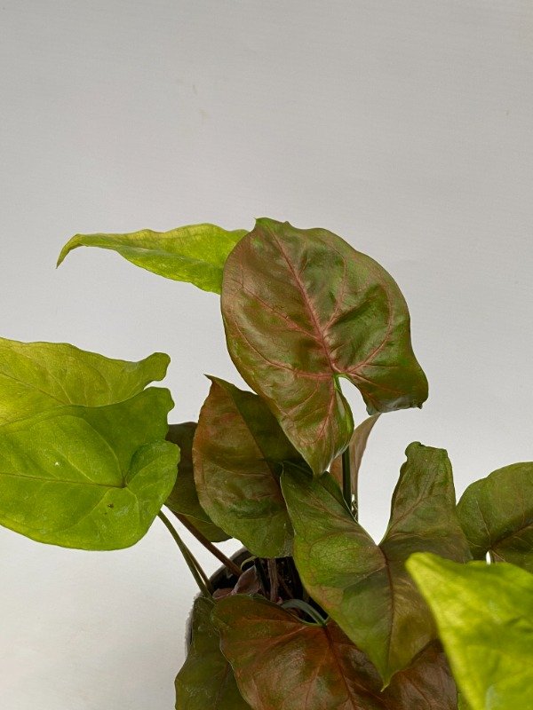 Producto - Syngonium Maria en maceta número 12