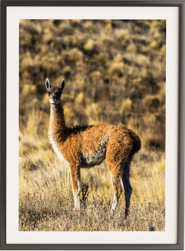 Producto - Guanaco vertical