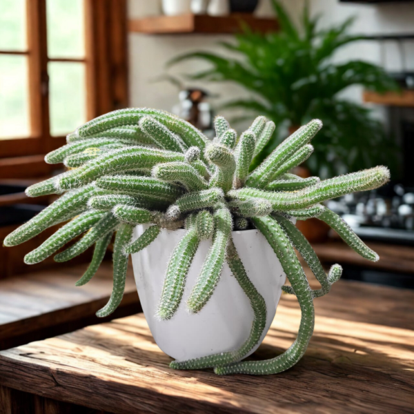 Producto - Cola de rata