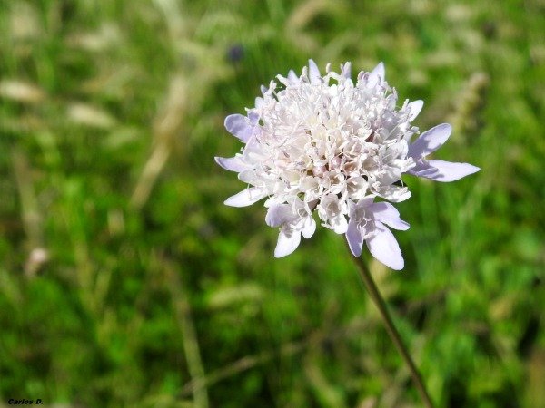 Producto - Scabiosa Mix de colores
