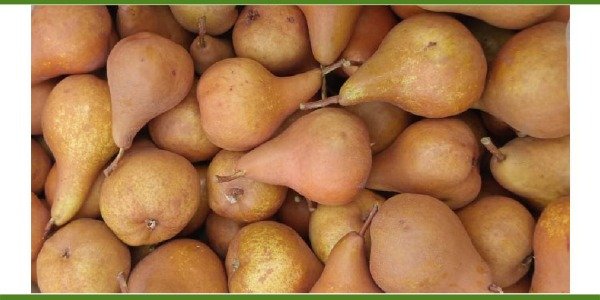 Producto - Peras doradas Bosc biodinámicas agroeco. Sujeto a disponibilidad. Ver detalles