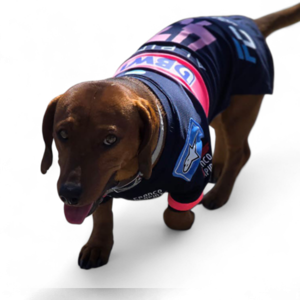 Producto - Camiseta de Colapinto Alpine para perros Salchicha por talles