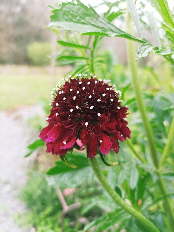 Producto - SCABIOSA ATROPURPUREA