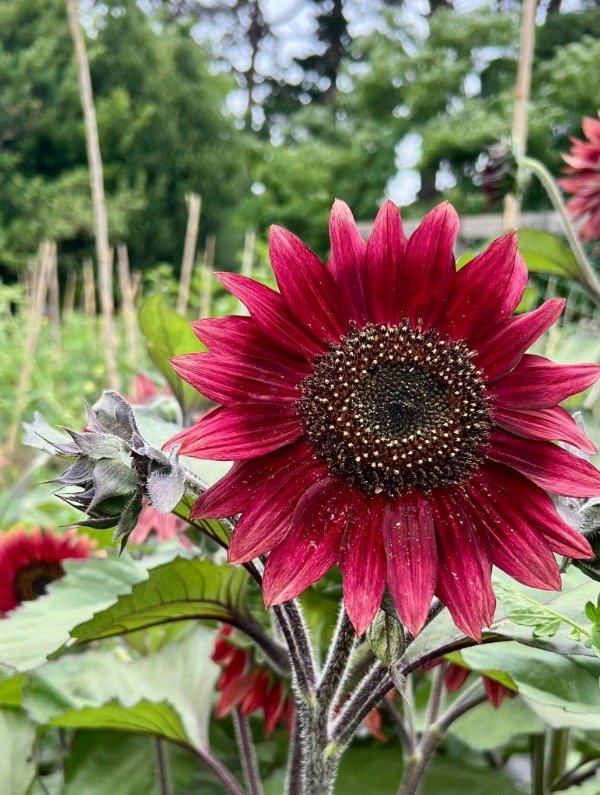 Producto - SEMILLAS DE GIRASOL MISS MARS ENANO MULTIFLORAL