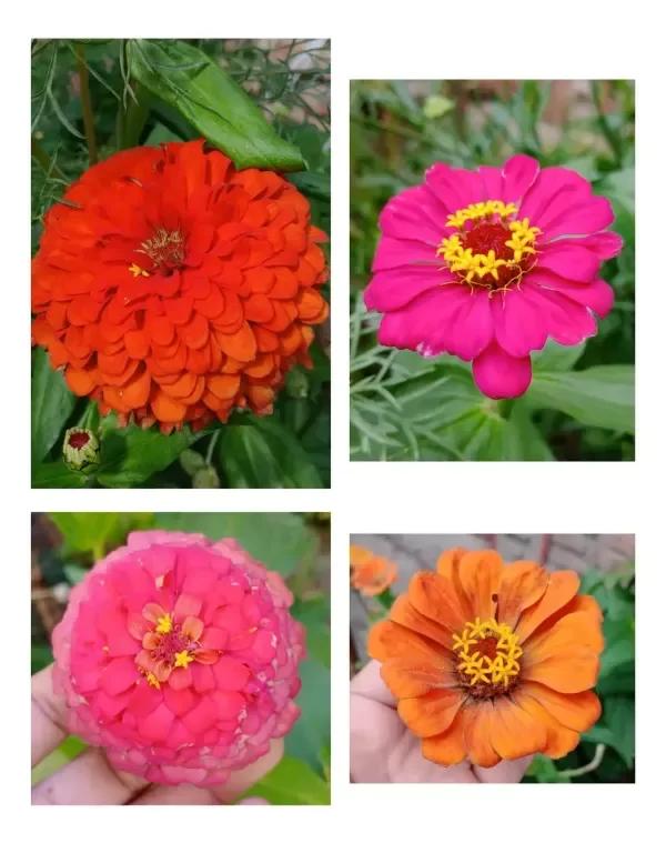 Producto - Semillas de Zinnias Mix - 0