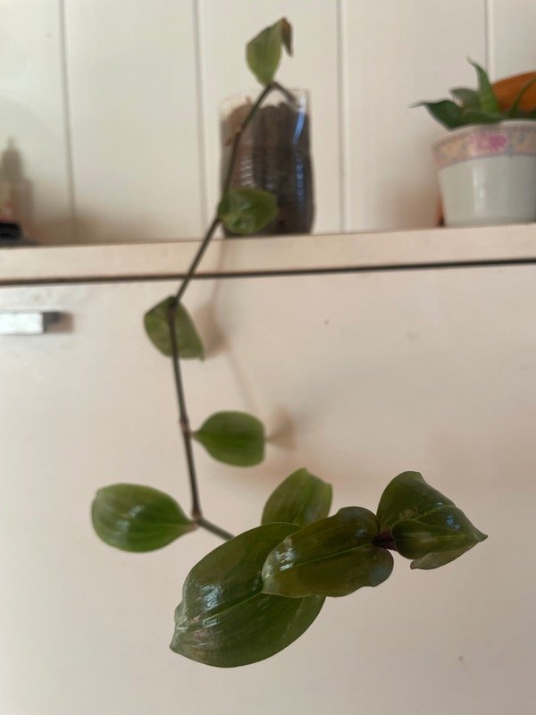 Producto - Tradescantia verde