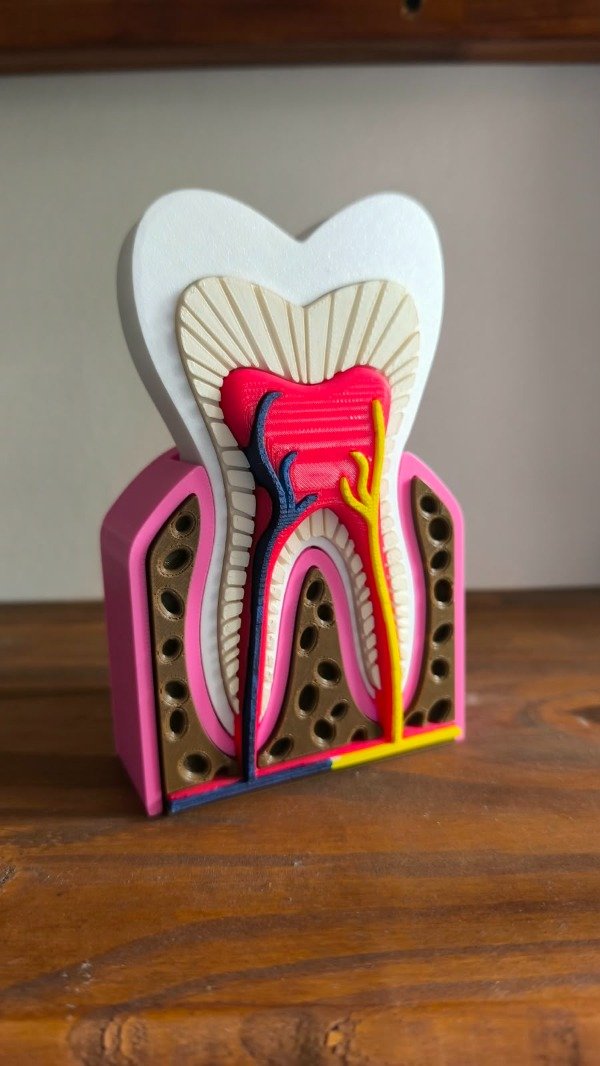 Producto - Diente Sano 3D Decoracion - 2
