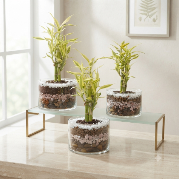Producto - Terrario Armonía  Lucky Bambú Golden - 0