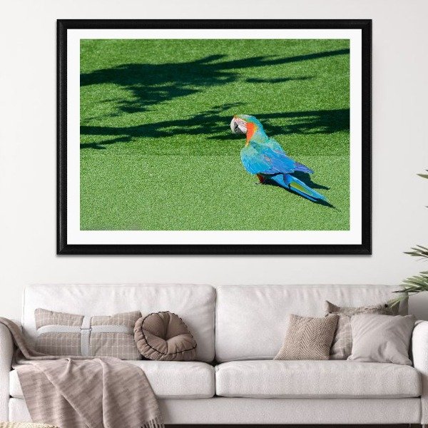 Producto - Aves Color