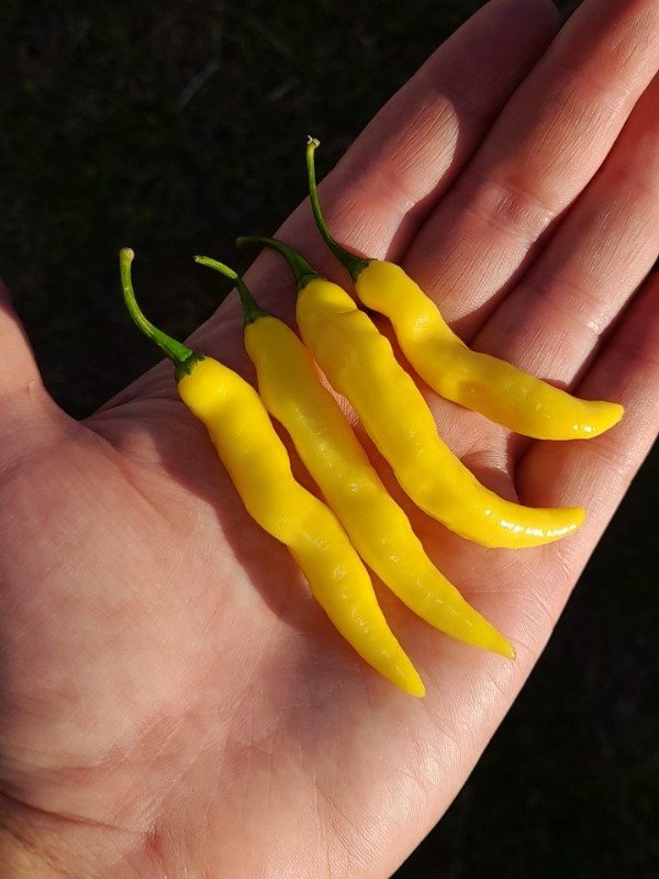 Producto - 10 Semillas de Pimenta Murupí Amarela - 0