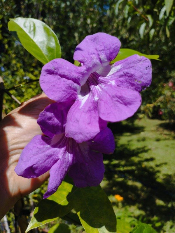 Producto - Clytostoma binatum - 0