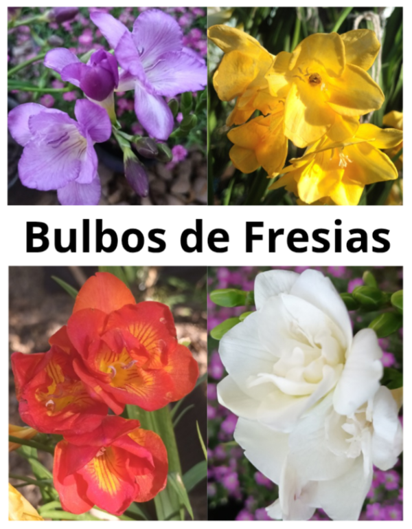 Producto - Fresias Bulbo x10u