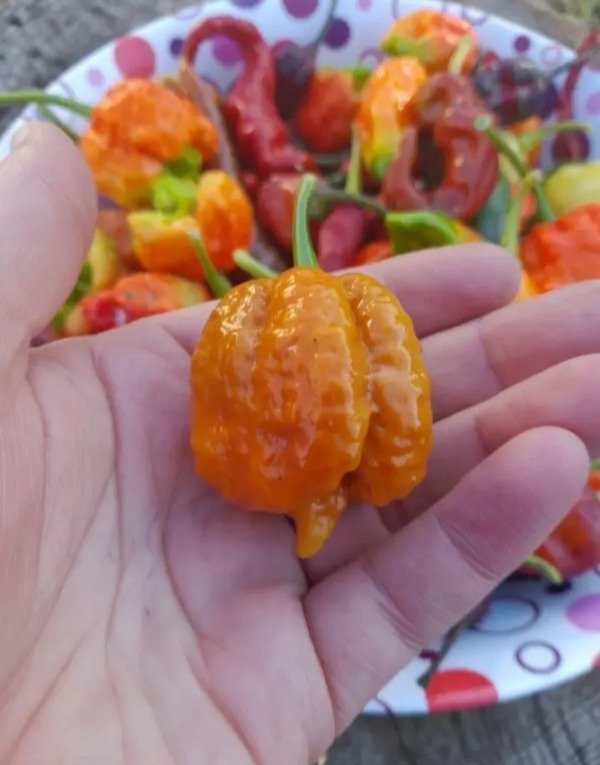 Producto - 10 Semillas de Ají Trinidad Moruga Scorpion Caramelo