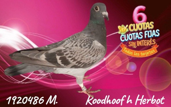 Producto - 1929486 M Roodhooft - Herbot