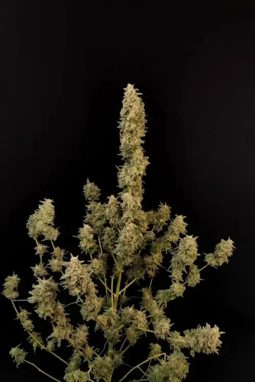 Producto - Critical Auto x4