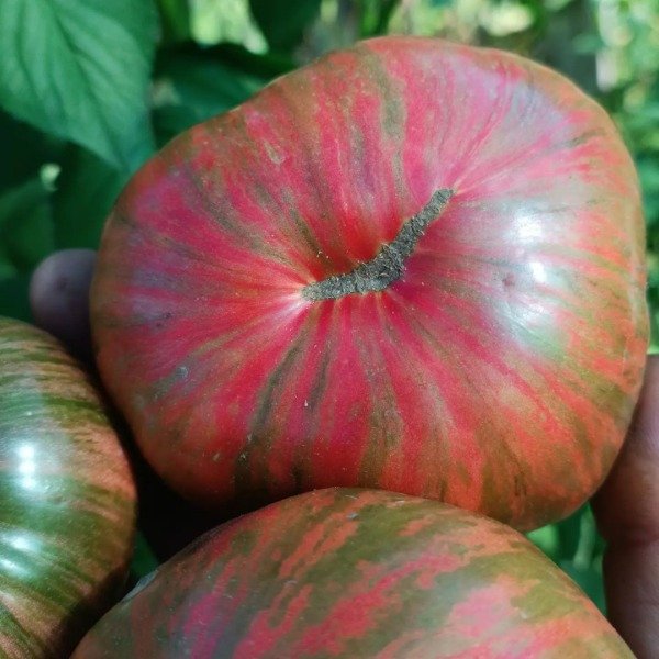 Producto - 150 SEMILLAS DE TOMATE KOZULA 24