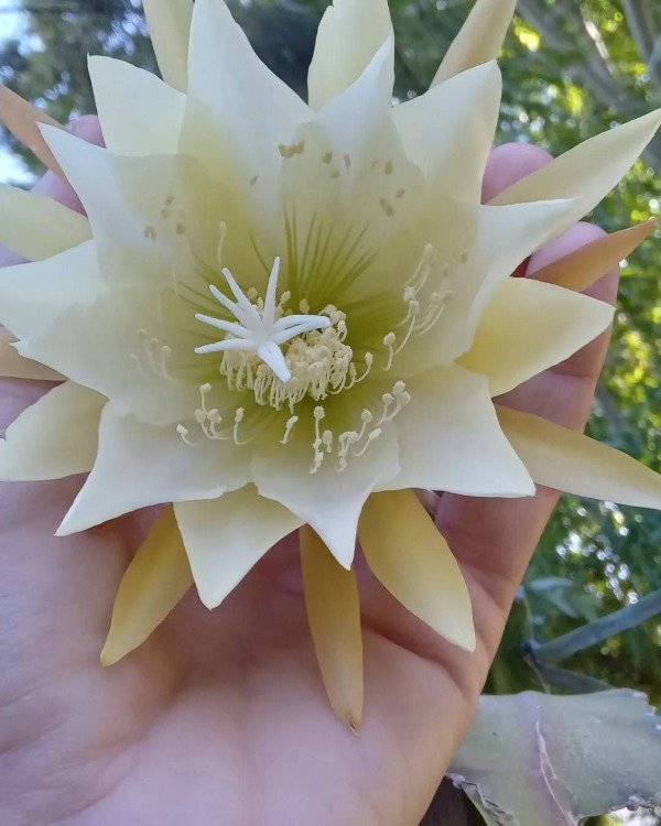 Producto - Cactus Orquídea (Epiphyllum) - 1