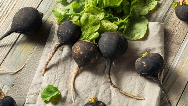 Producto - Semillas rábano negro español