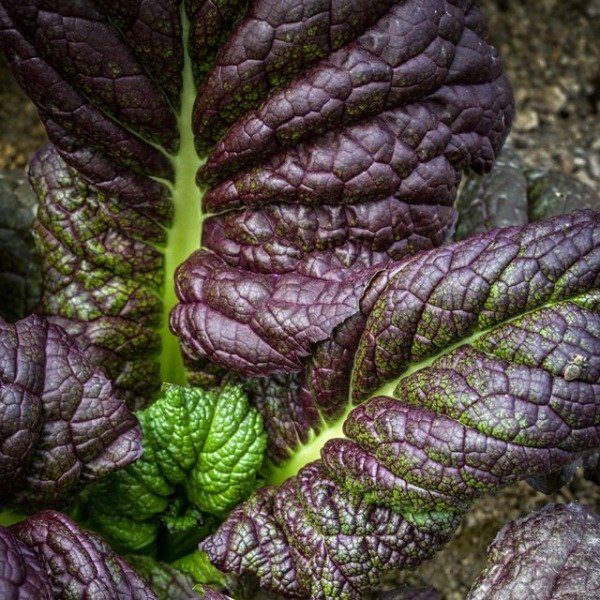Producto - mostaza, japonesa gigante roja