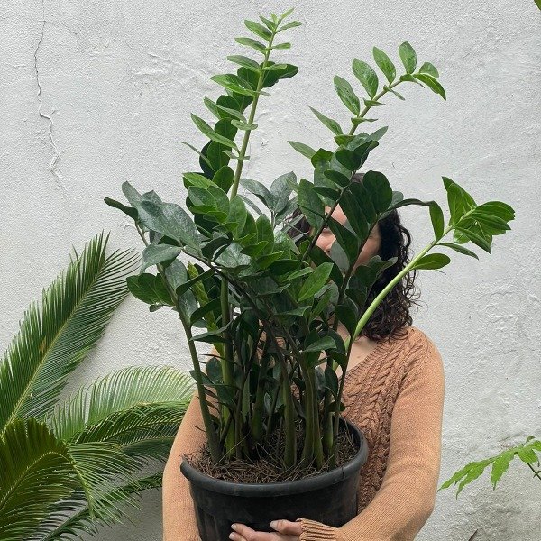 Producto - Zamioculca m30