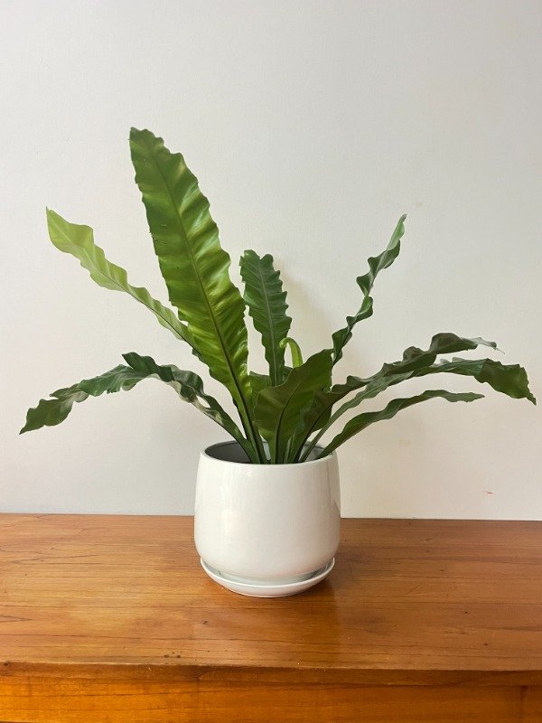 Producto - Helecho Asplemium