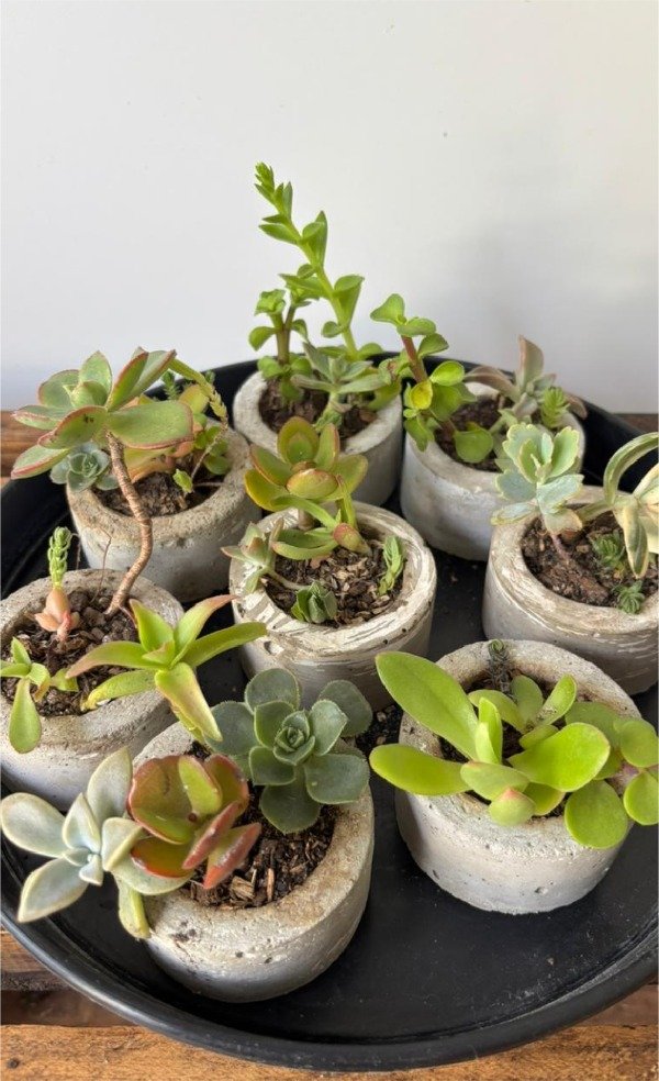 Producto - Suculentas en base de cemento - 1