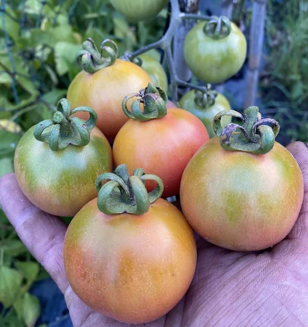 Producto - 150 SEMILLAS DE TOMATE TOMAQUET DE PENJAR MALLORQUIN PARA GUARDA