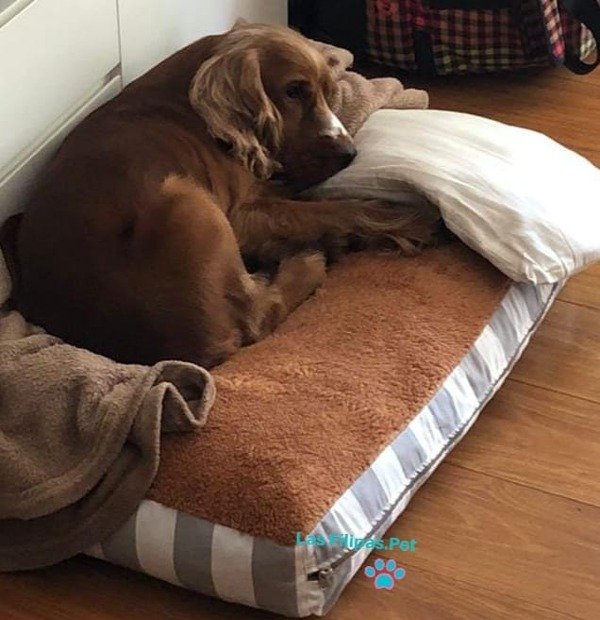 Producto - CAMA CATA- Tusor y Corderito