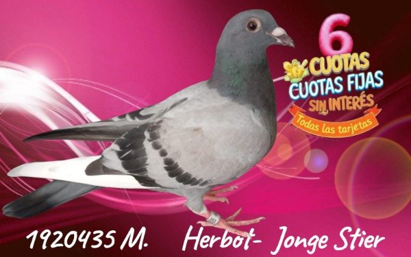 Producto - 1920435 M Herbot  - Jonge Stier