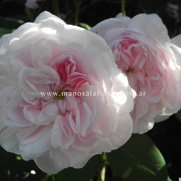 Producto - Rosal Fantin Latour - 6