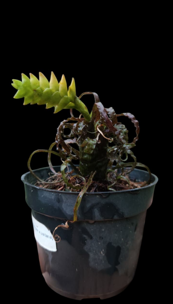 Producto - Tillandsia Racinaea Crispa